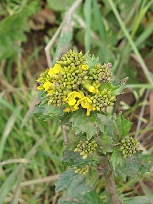 photo of Common Winter Cress