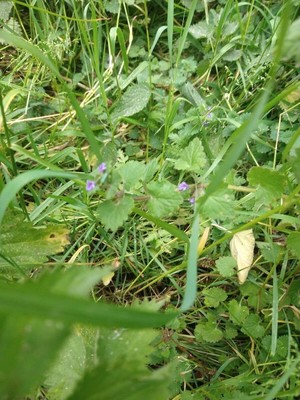 photo of Ground Ivy