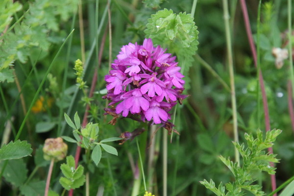 photo of Pyramidal Orchid