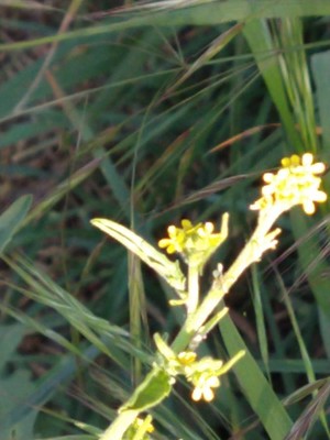 photo of Hedge Mustard