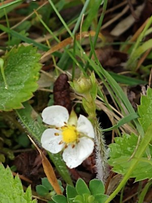 photo of Wild Strawberry