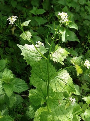 photo of Garlic Mustard