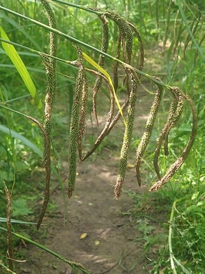 photo of Pendulous Sedge