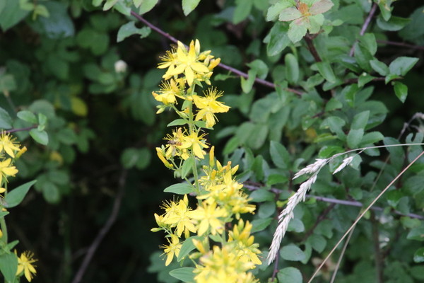 photo of Hairy St John's Wort