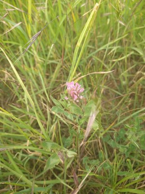 photo of Red Clover