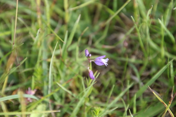 photo of Heath Milkwort