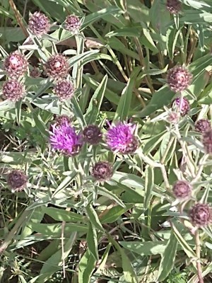 photo of Common Knapweed