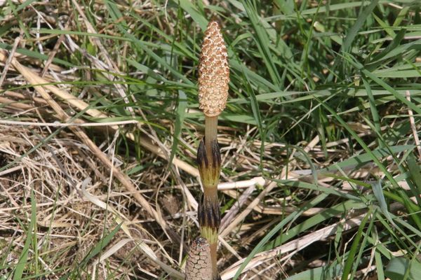 photo of Field Horsetail