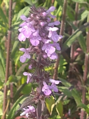 photo of Marsh Woundwort