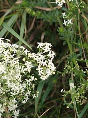 photo of Hedge Bedstraw
