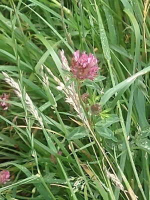 photo of Red Clover