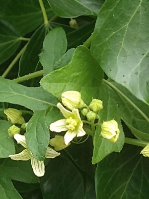 photo of White Bryony