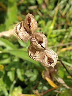 photo of Yellow Rattle