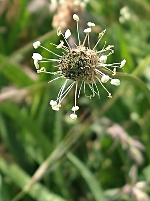 photo of Ribwort Plantain