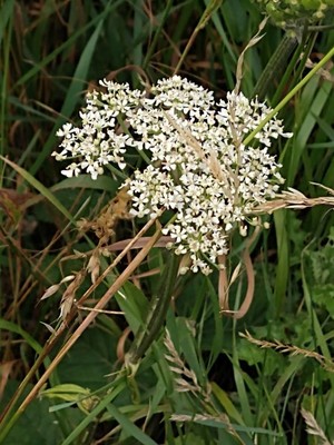 photo of Hogweed