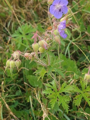 photo of Meadow Crane's Bill