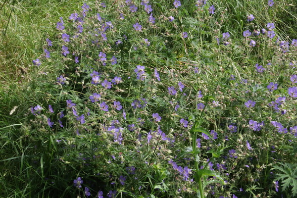 photo of Meadow Crane's Bill