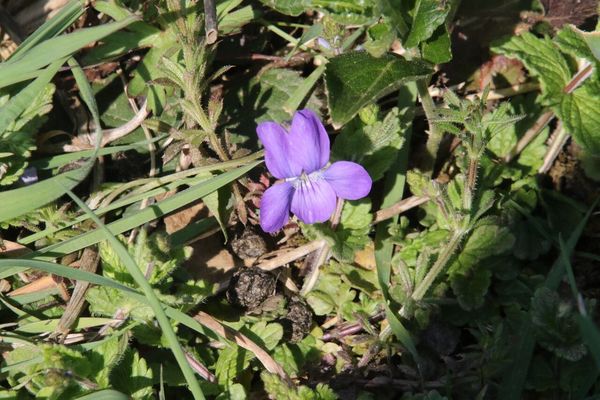 photo of Common Dog Violet