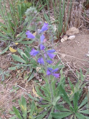 photo of Vipers Bugloss