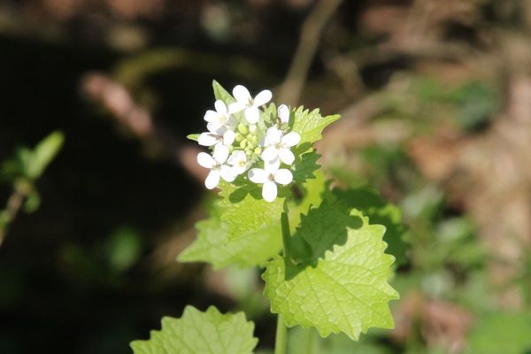 photo of Garlic Mustard