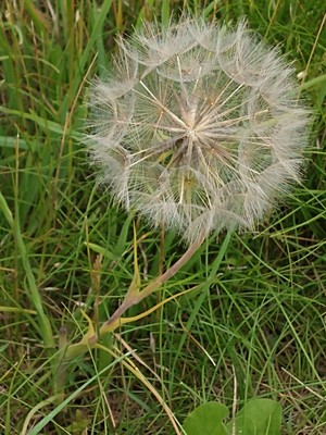 photo of Goat's Beard