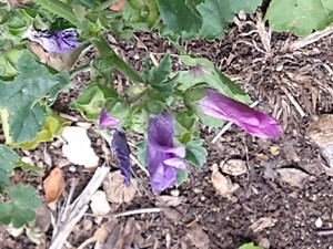 photo of Common Mallow