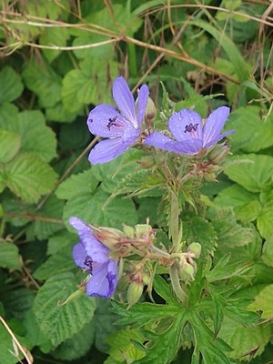 photo of Meadow Crane's Bill
