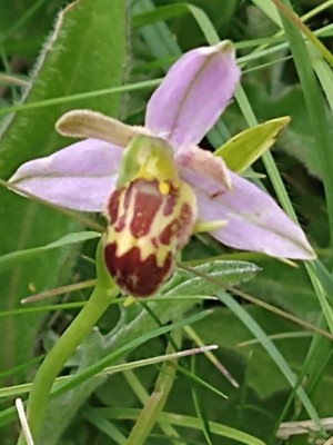 photo of Bee Orchid