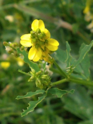 photo of Ribbed Melilot