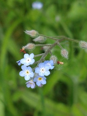 photo of Field Forget Me Not