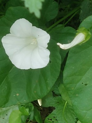 photo of Hedge Bindweed