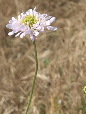 photo of Field Scabious