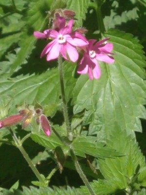 photo of Red Campion