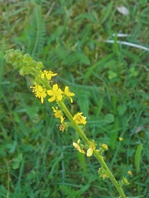 photo of Agrimony