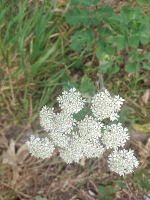 photo of Hogweed