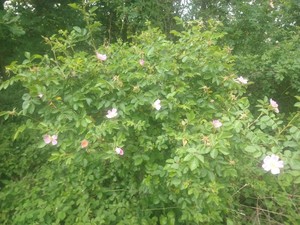 photo of Common Dog Rose