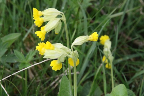 photo of Cowslip