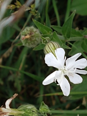 photo of White Campion