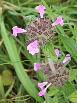 photo of Wild Basil