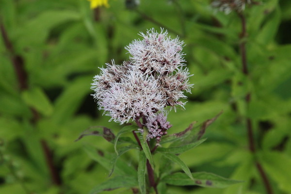 photo of Hemp Agrimony