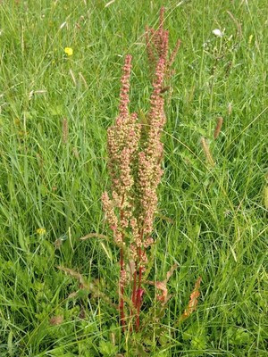 photo of Curled Dock