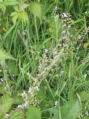photo of Field Forget Me Not