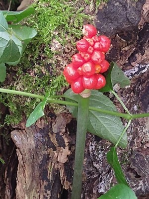 photo of Italian Arum