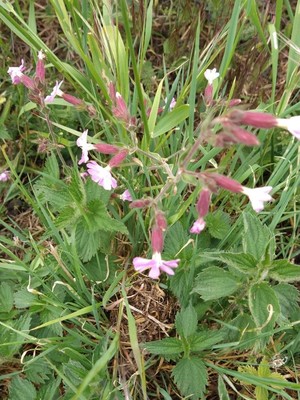photo of Red Campion