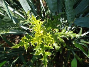 photo of Creeping Thistle