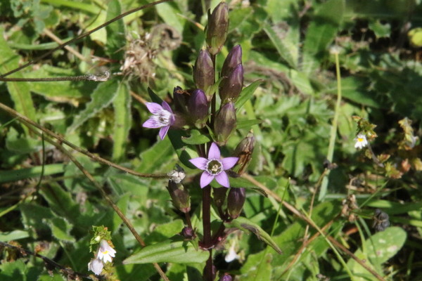 photo of Chiltern Gentian