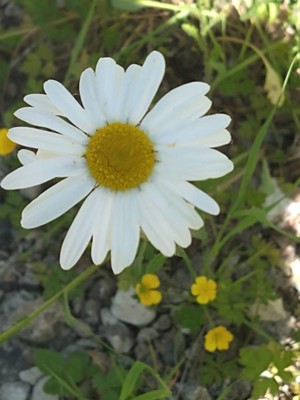photo of Oxeye Daisy