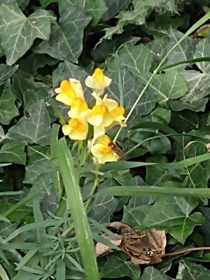 photo of Common Toadflax