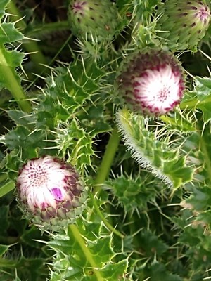 photo of Drawf Thistle