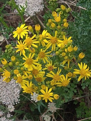 photo of Ragwort